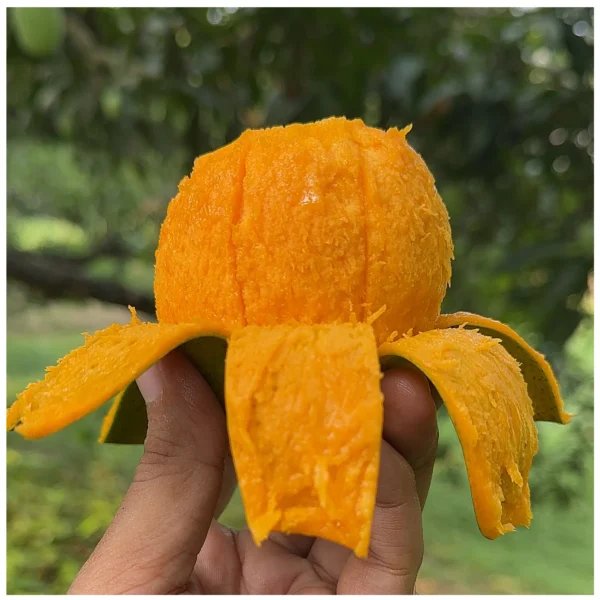 নওগাঁ সাপাহারের বিখ্যাত আম্রপালি– Sapahar Amrapali - 10 kg
